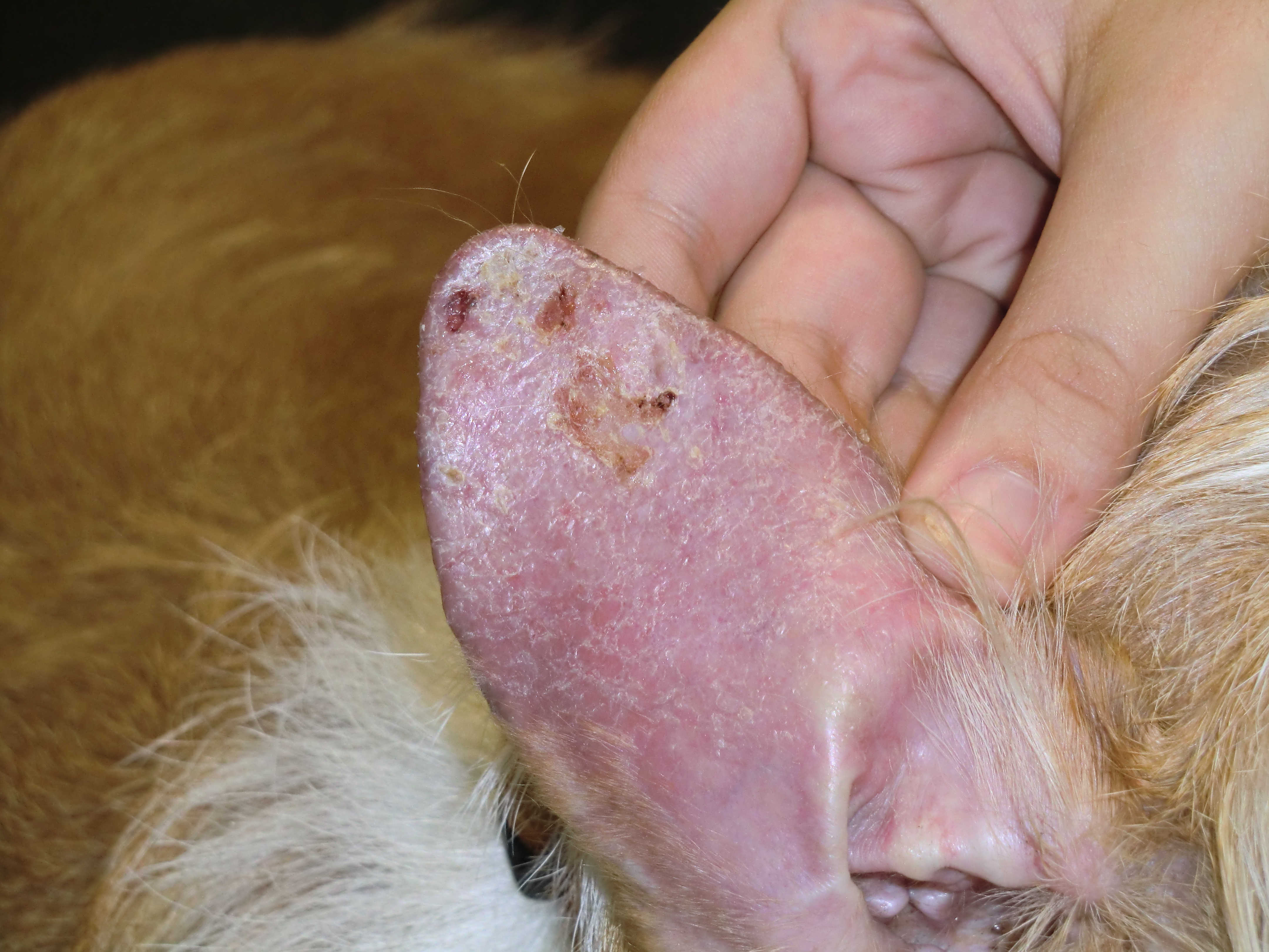 chien leishmanien par Carlos Vich